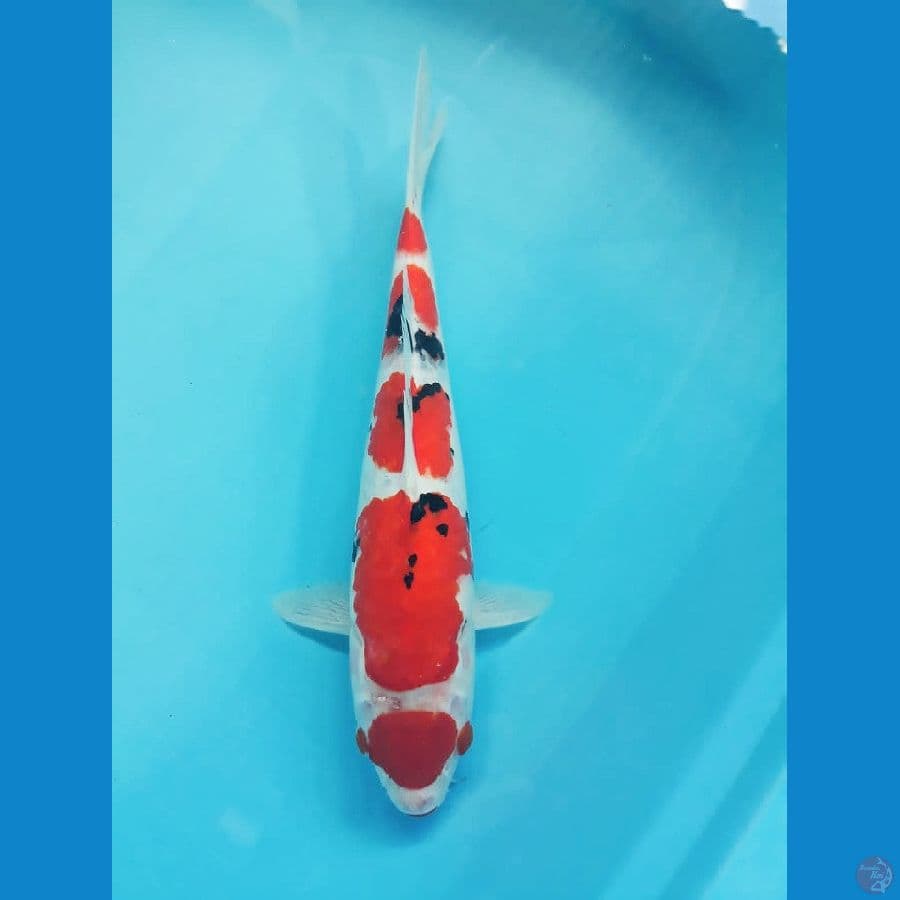 Maruten Shanke 30cm
