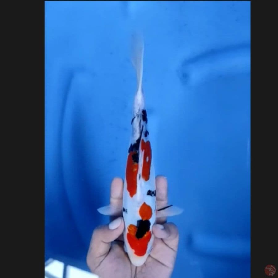 (24CM) DOITSU ORIGINAL - FEMALE