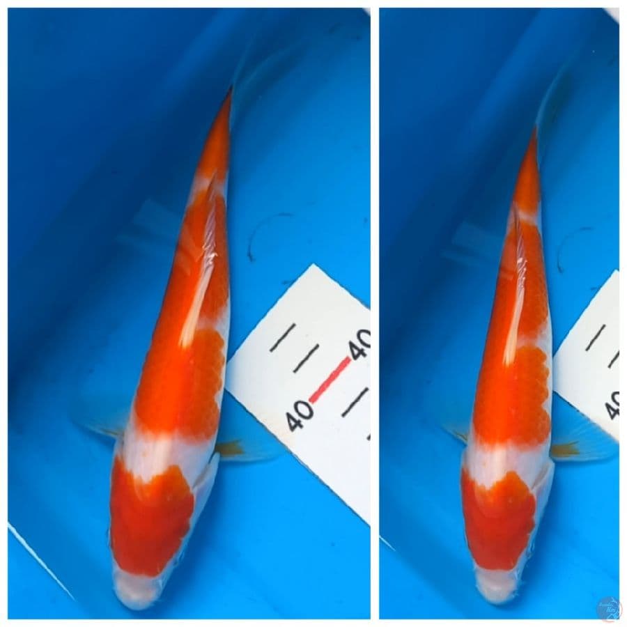 kohaku 3 step
