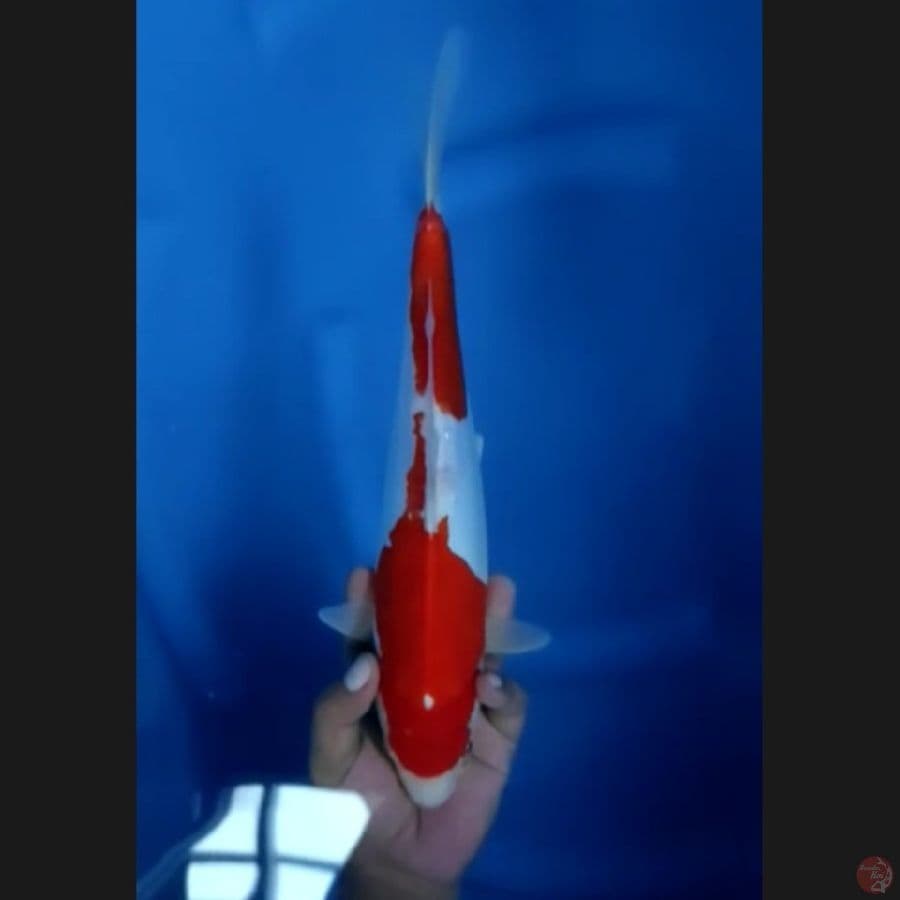 (33CM) KOHAKU DOITSU - FEMALE