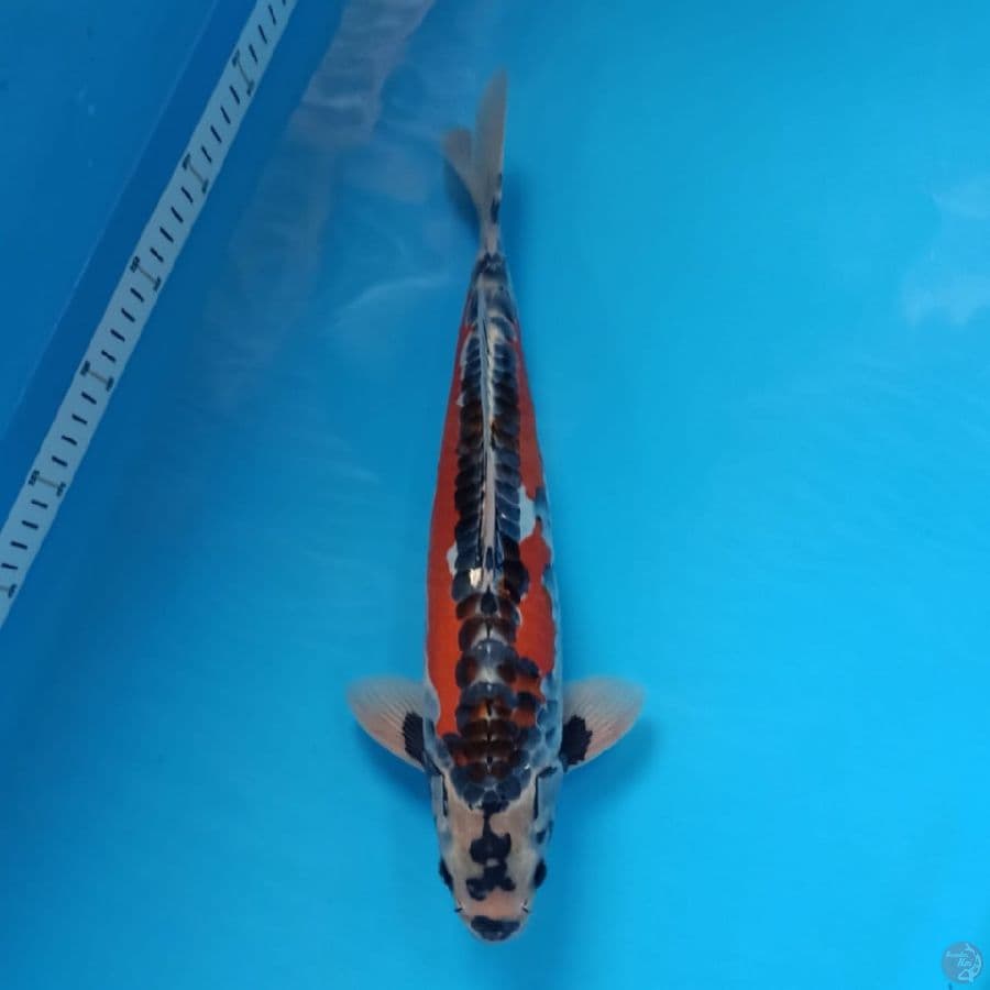 antik 37cm