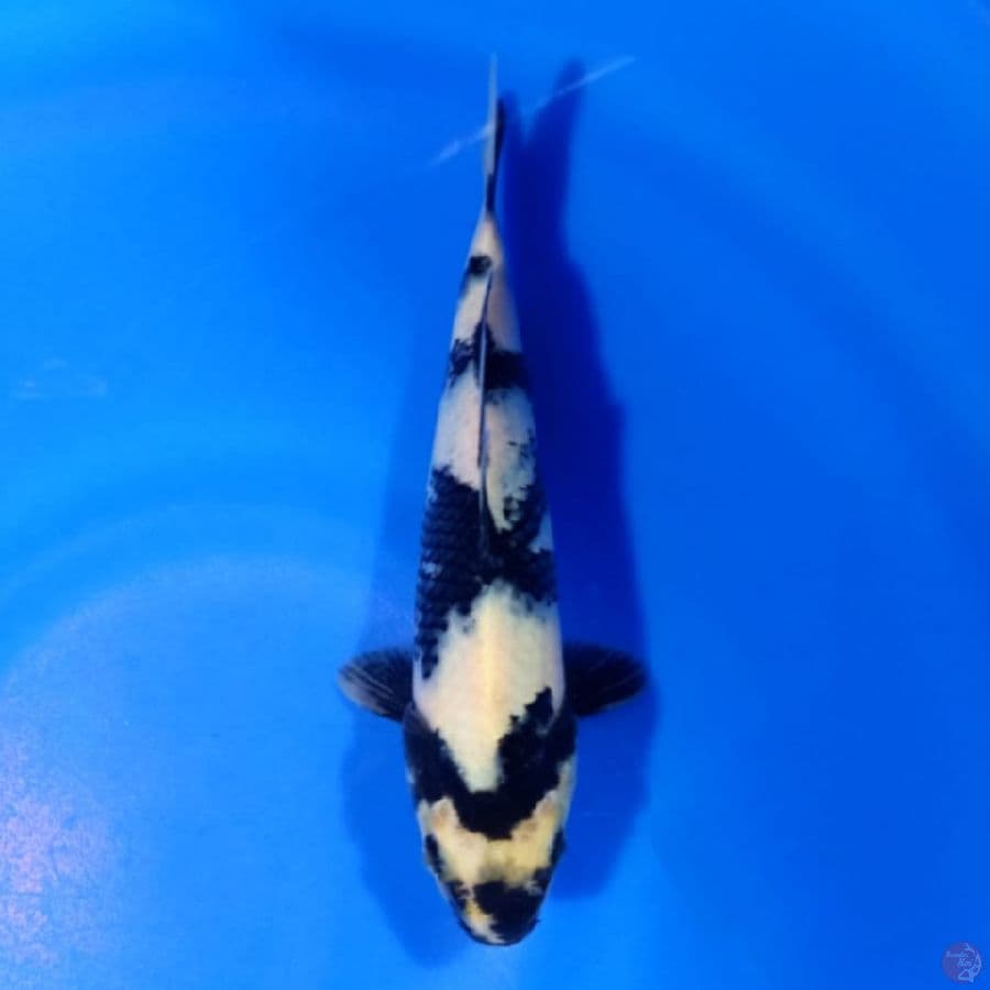 siro 21cm