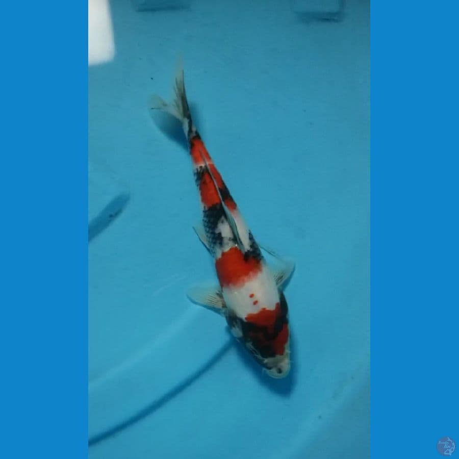 Maruten Tategoi Showa Kindai 29 cm