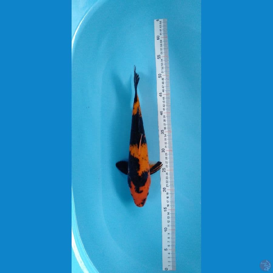 HIUTSURI 35cm