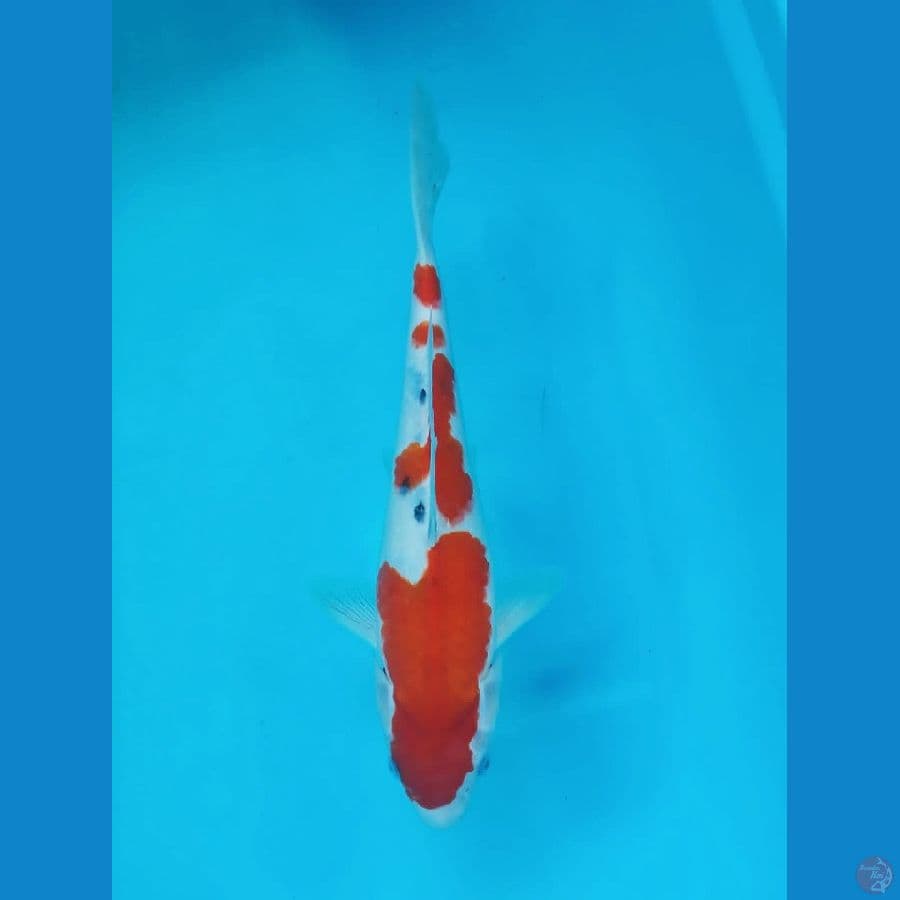 Kohaku Sanke 30bu