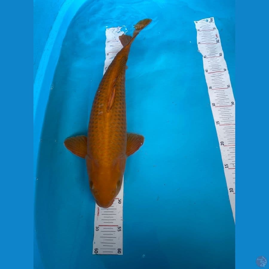 cagoi jantan 48 cm