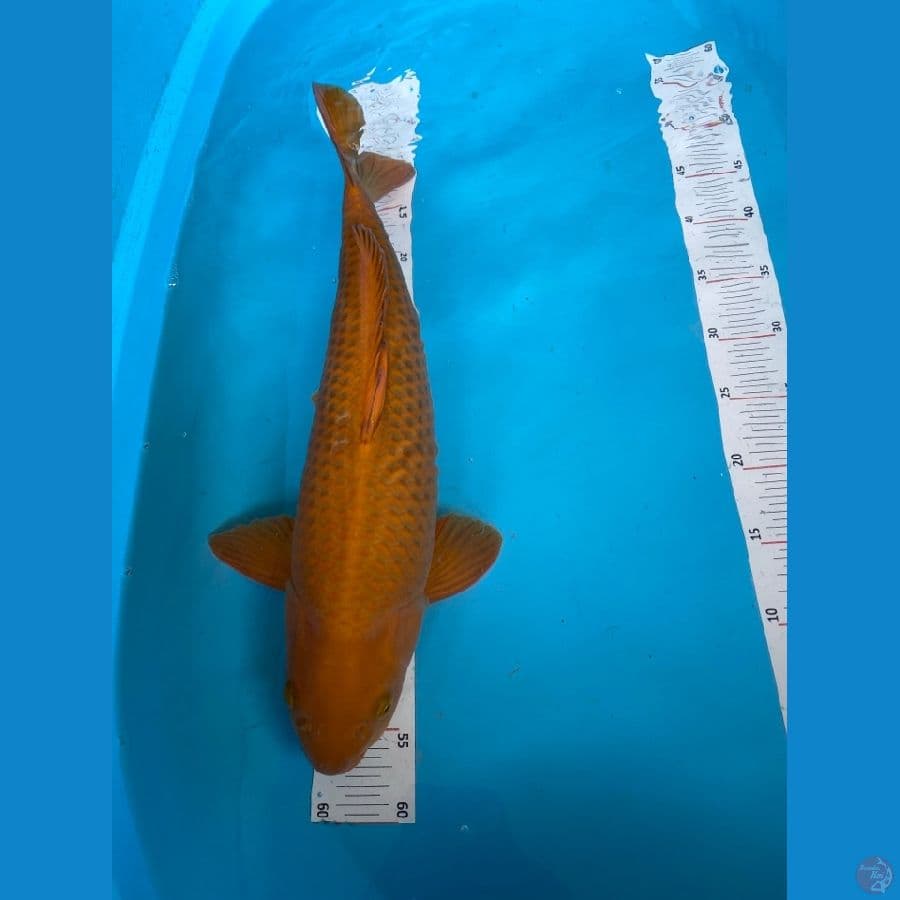 cagoi jantan 48 cm