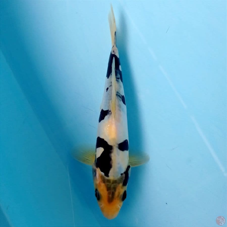shiro doitsu, 20 cm