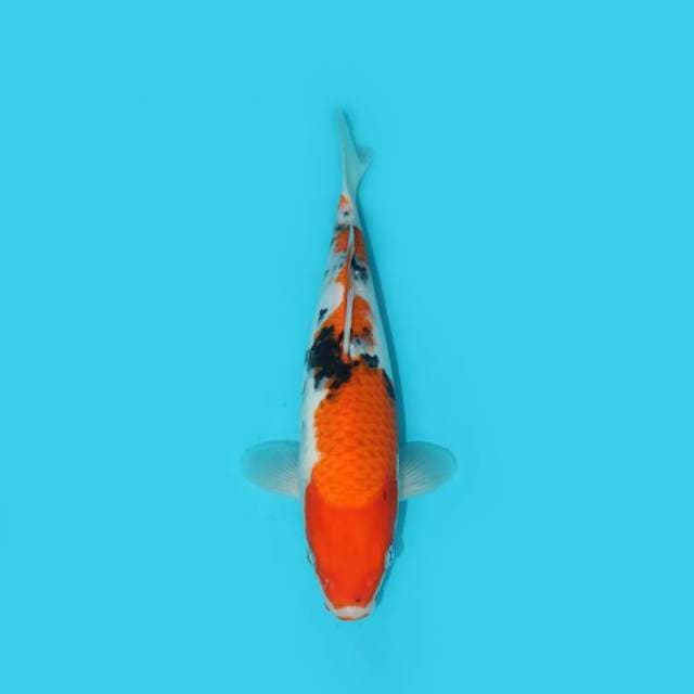 YG_SANKE_28 CM
