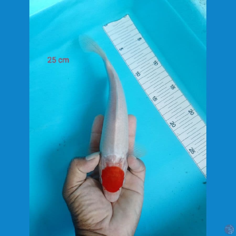 Tancho 25 cm