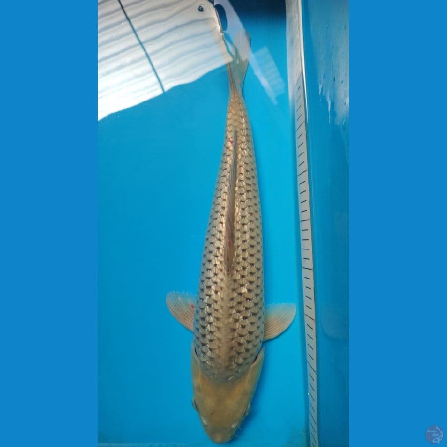 soragoi ginrin padat 45 cm