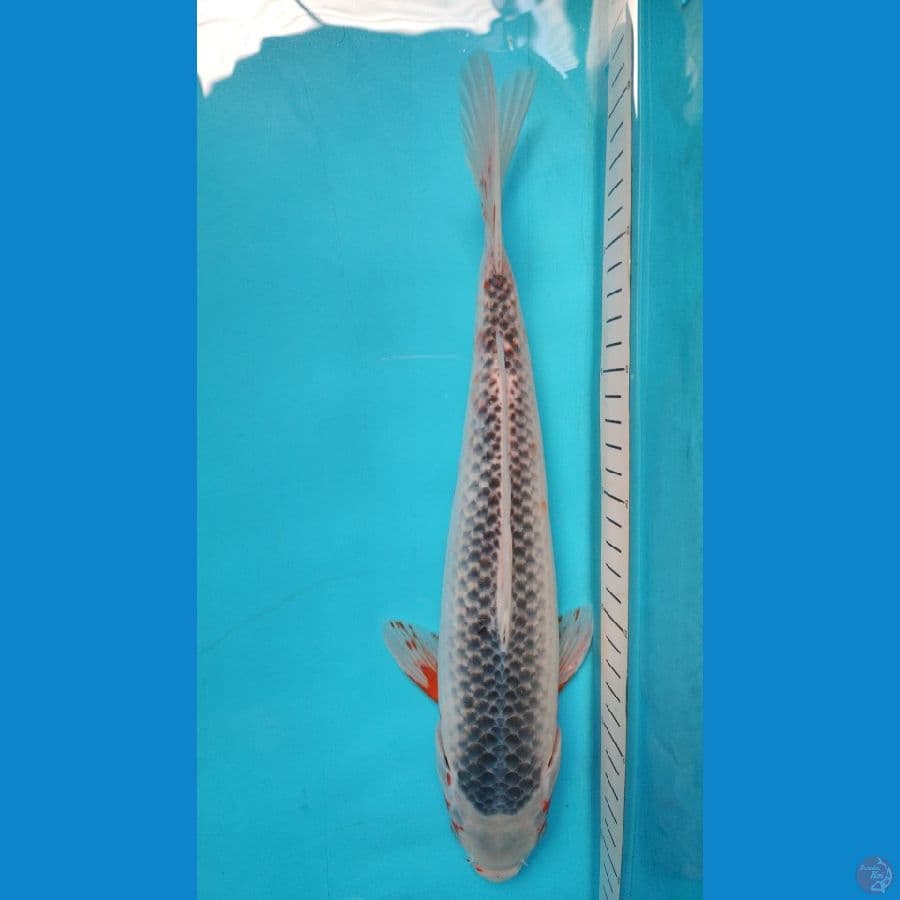 asagi 30 cm