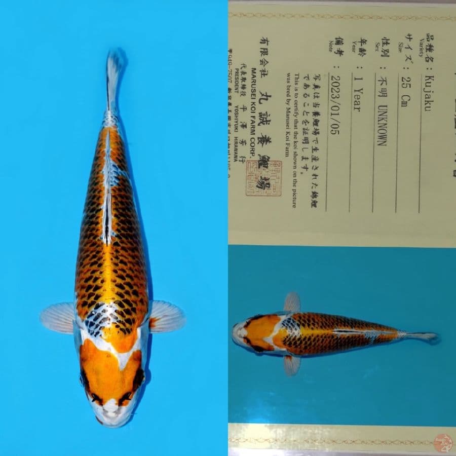 MARUSEI KUJAKU HQ 33CM