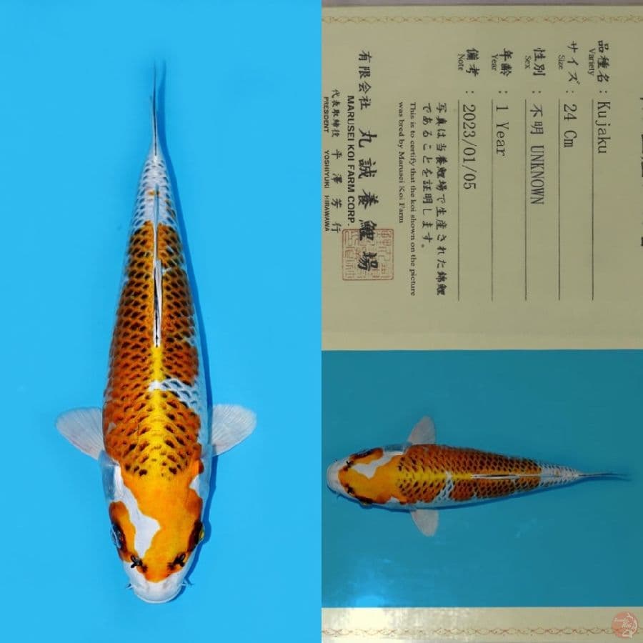 MARUSEI KUJAKU HQ 32CM