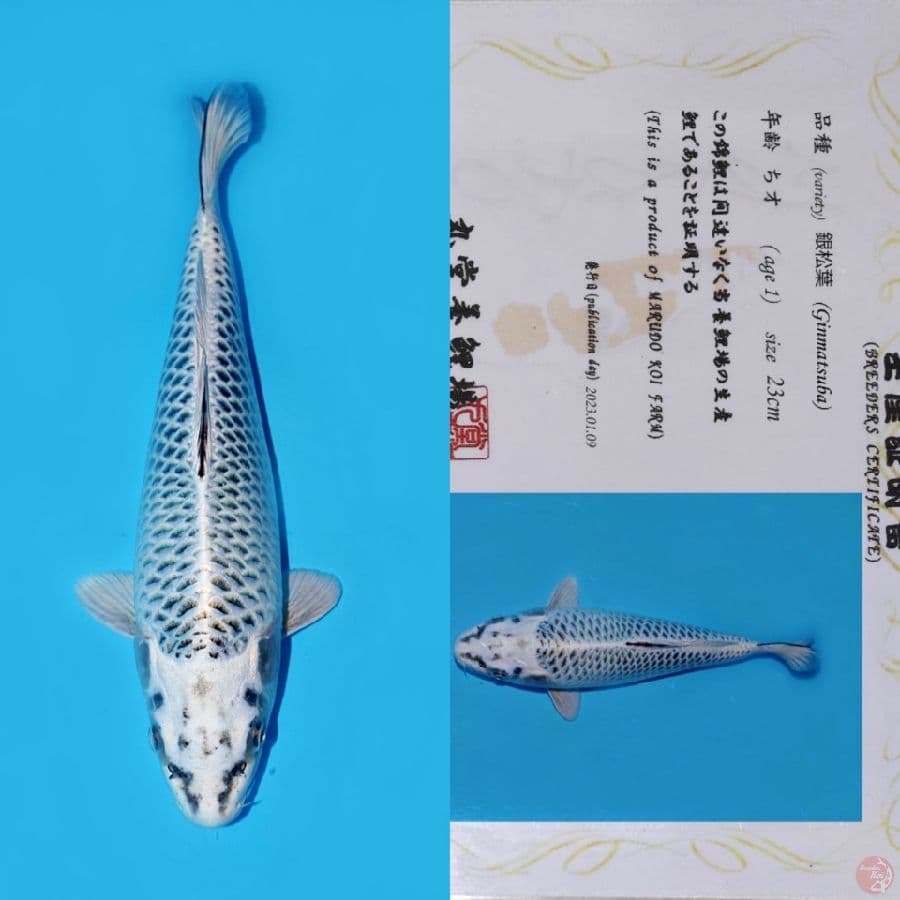 MARUDO GIN MATSUBA 31CM