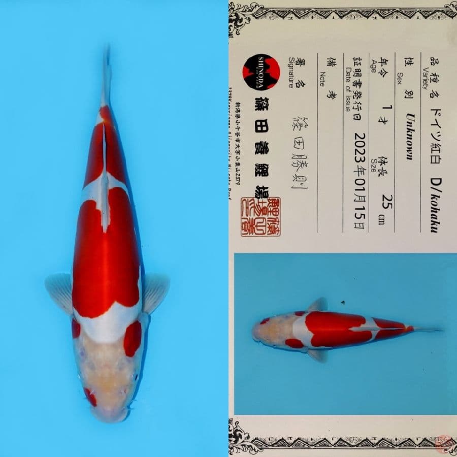 SHINODA KOHAKU DOITSU HQ 33CM