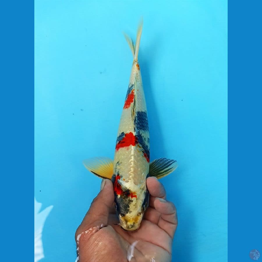Kin showa 28cm