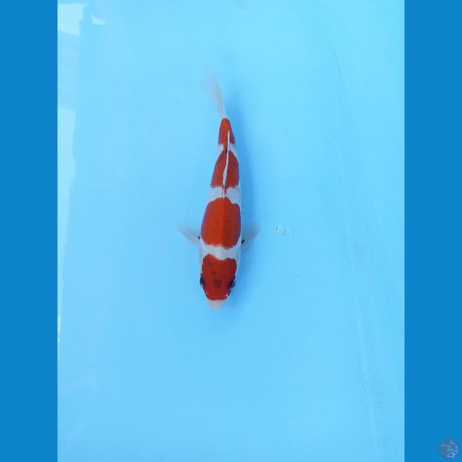 Showa doit tategoi 22cm