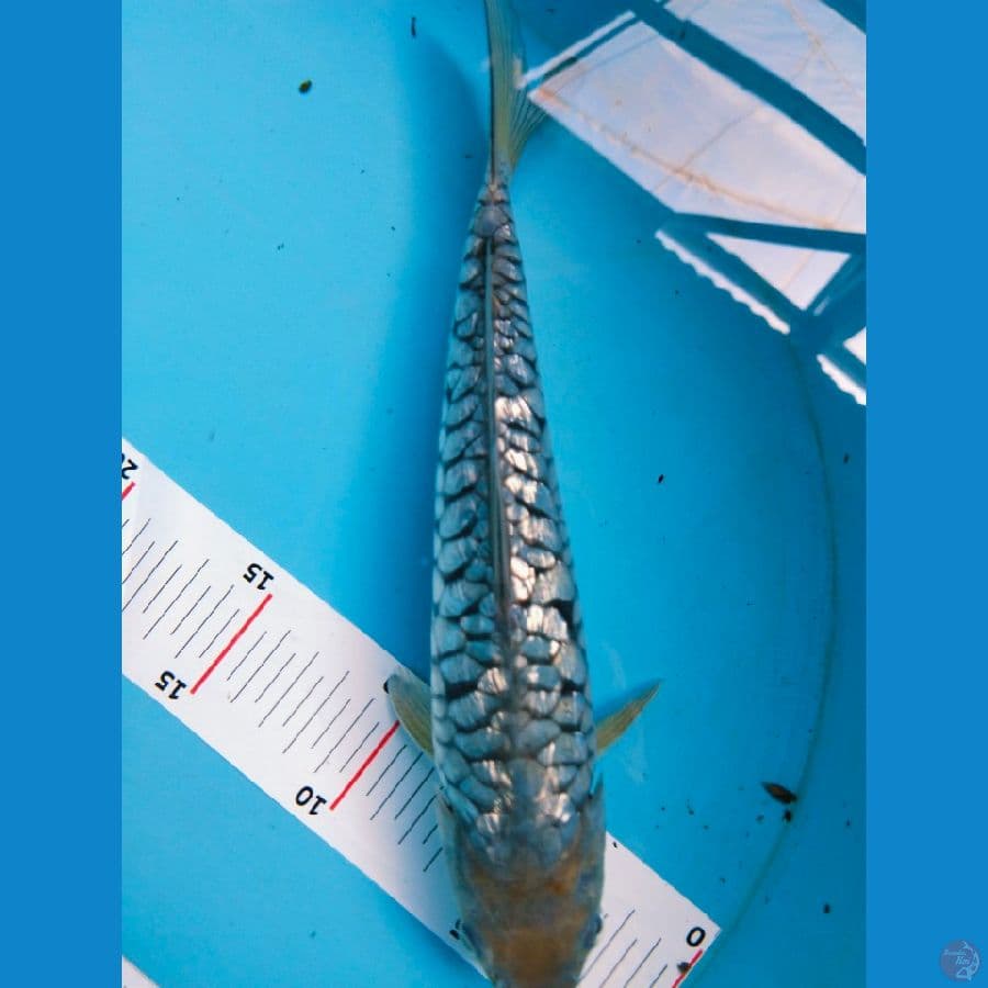 soragoi aragoke ginrin 25cm