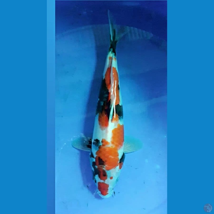 kindai showa 30cm
