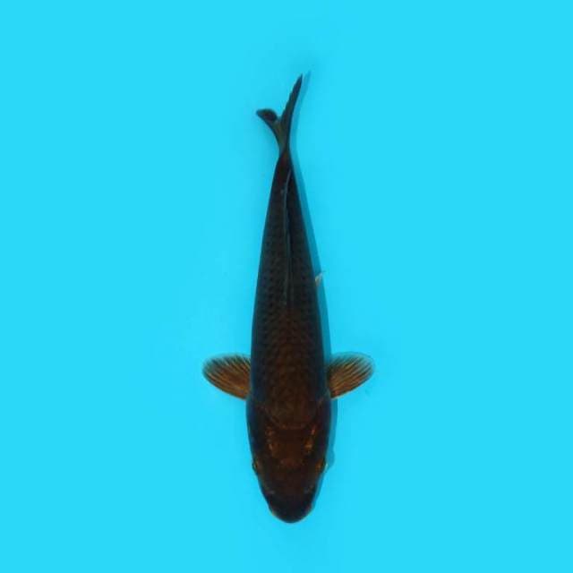 YG_CHAGOI TEMBAGA_24 CM