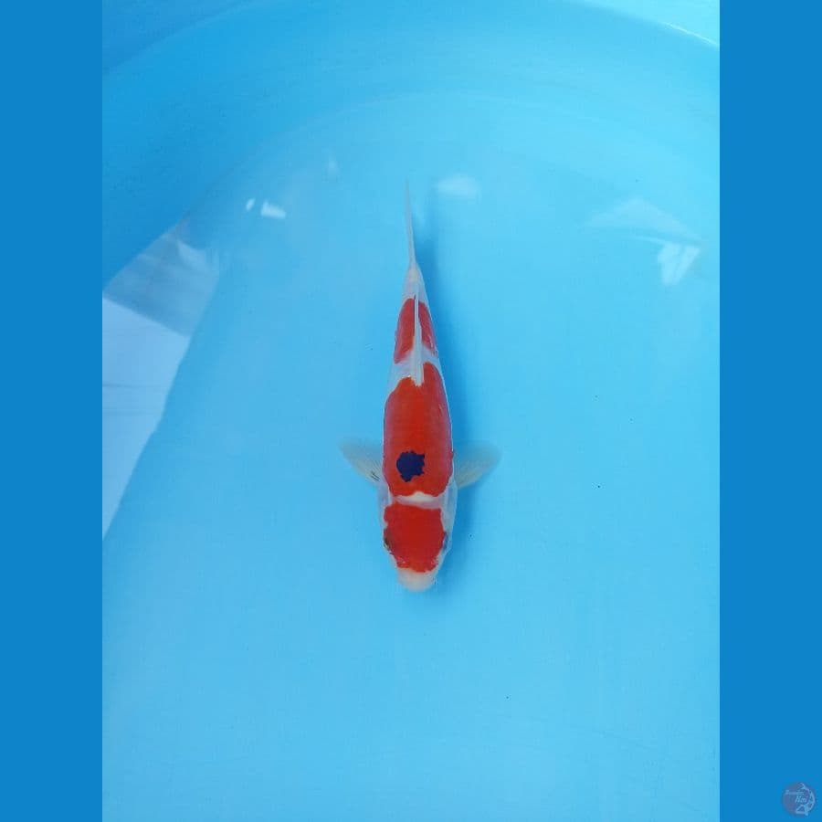Showa doit 23cm