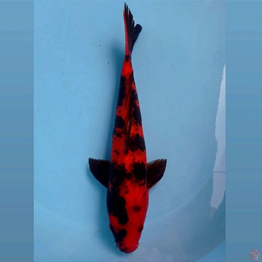 kage utsuri, 33 cm