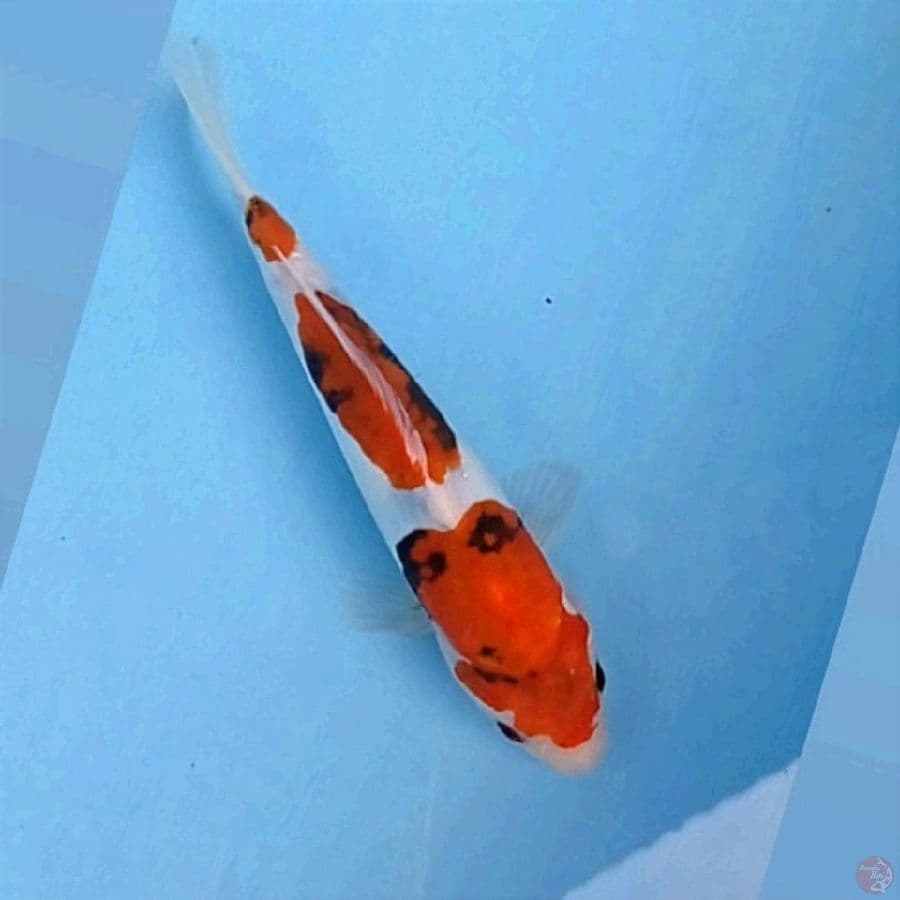 showa doitsu, 23 cm