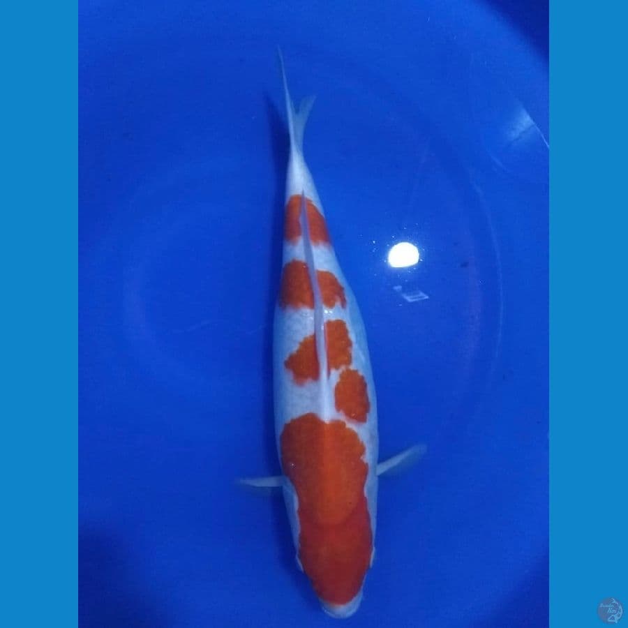 kohaku