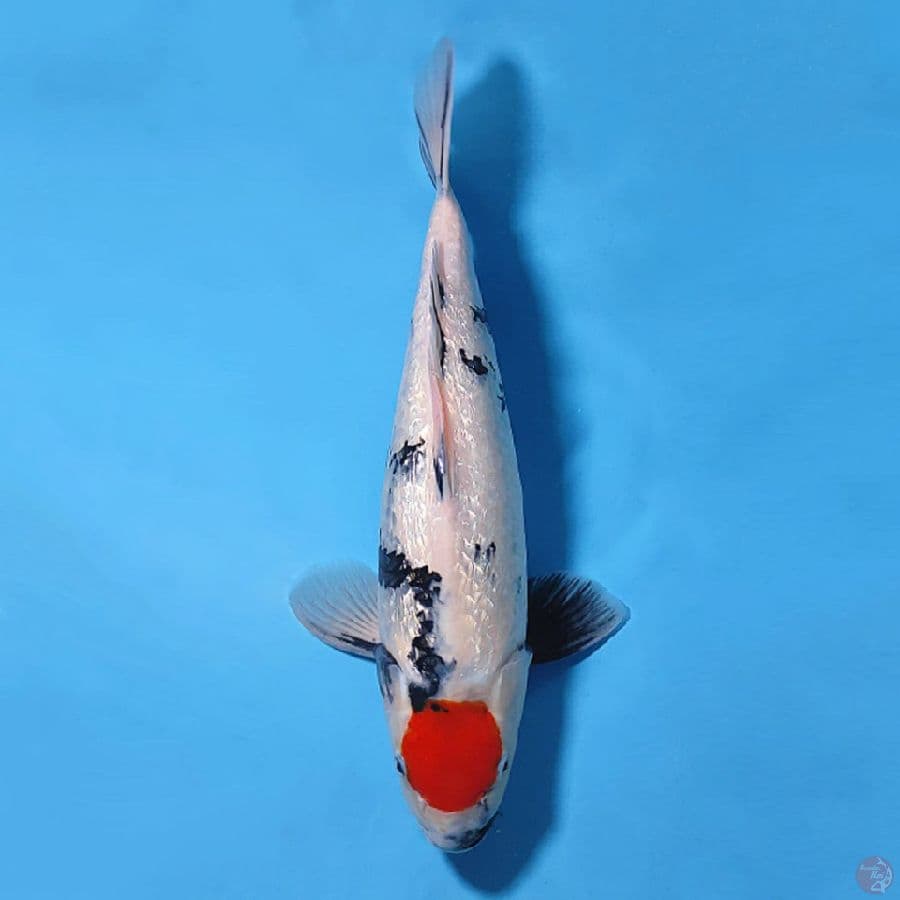 2.45CM TANCHO SHOWA GINRIN ORIGINAL FEMALE