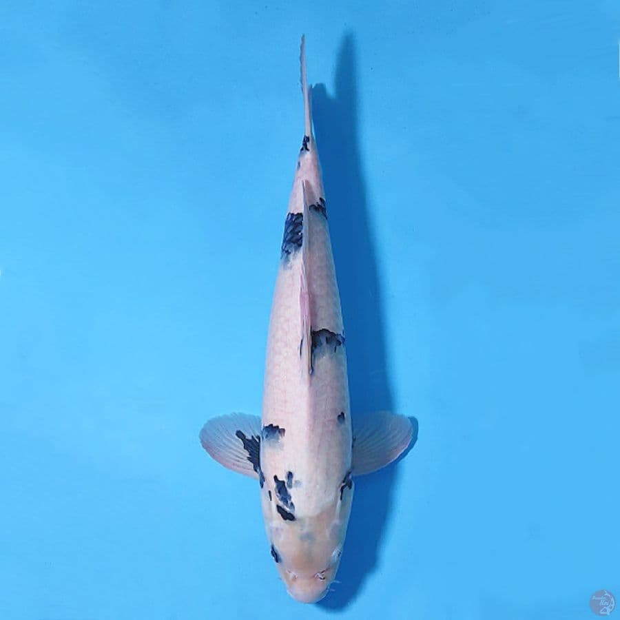 3.45CM SHIRO UTSURI PROSPEK BAGUS MALE