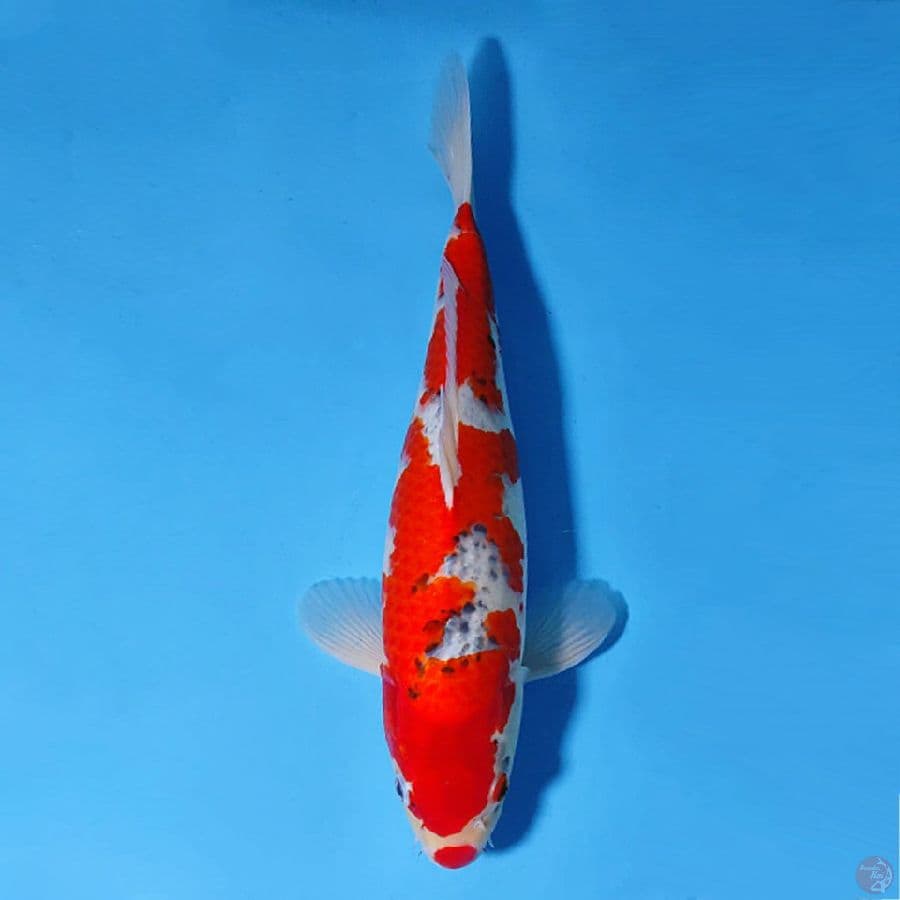 5.40CM GOSHIKI ORIGINAL FEMALE