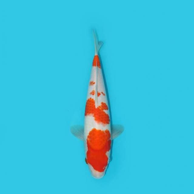 Kohaku 27 cm