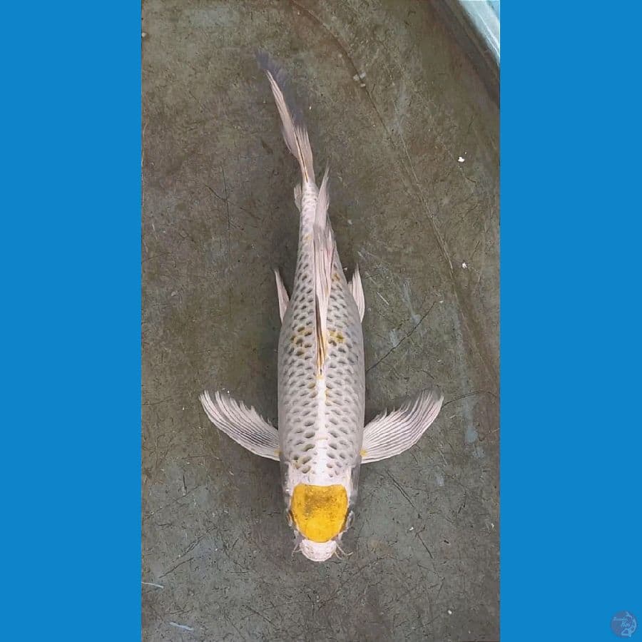 RARE! TANCHO KUMPAY KOGANE/KIRIN 39+CM