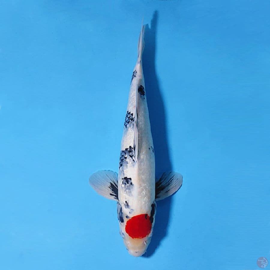 10.45cm TANCHO GINRIN SHOWA ORIGINAL MALE