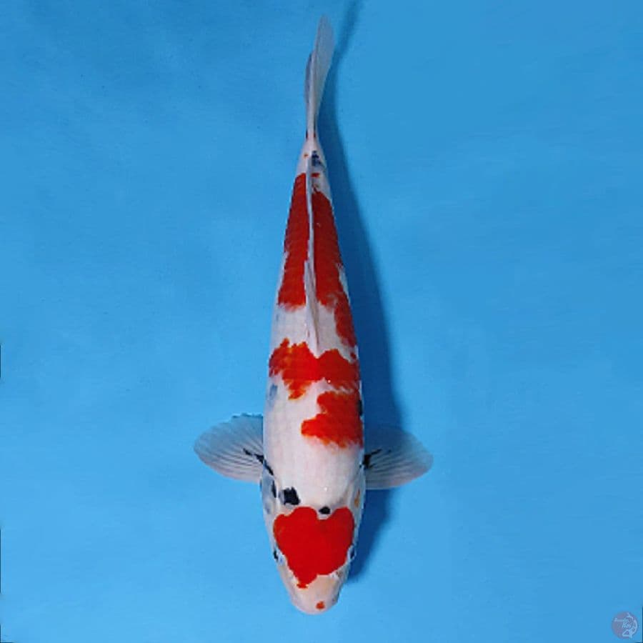 6.41cm MARUTEN SHOWA TATEGOI KUALITAS BAGUS MALE