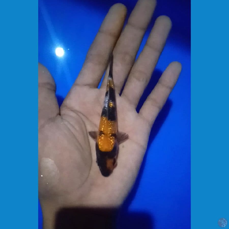 Showa Ginrin 11Cm