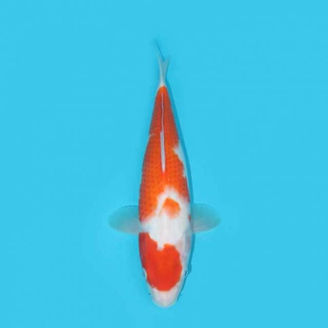KOHAKU 32 CM