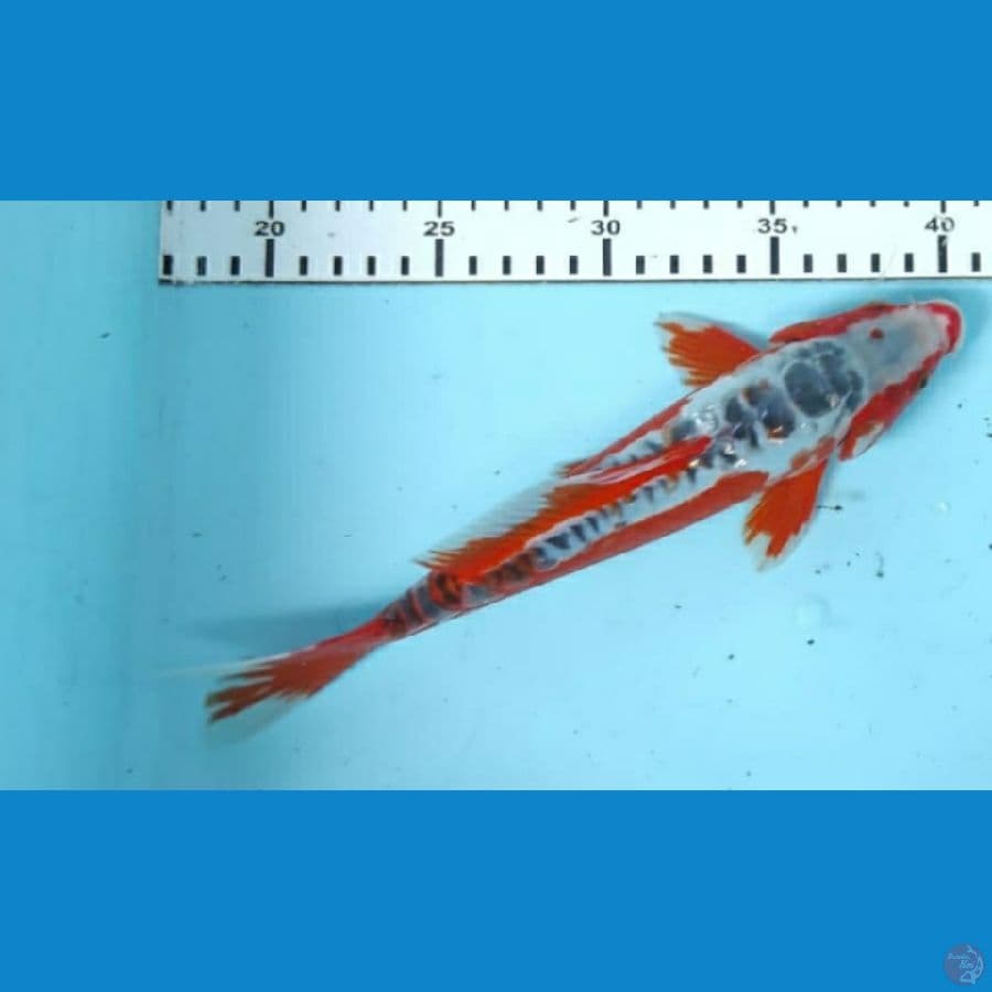 Hana shusui 24cm