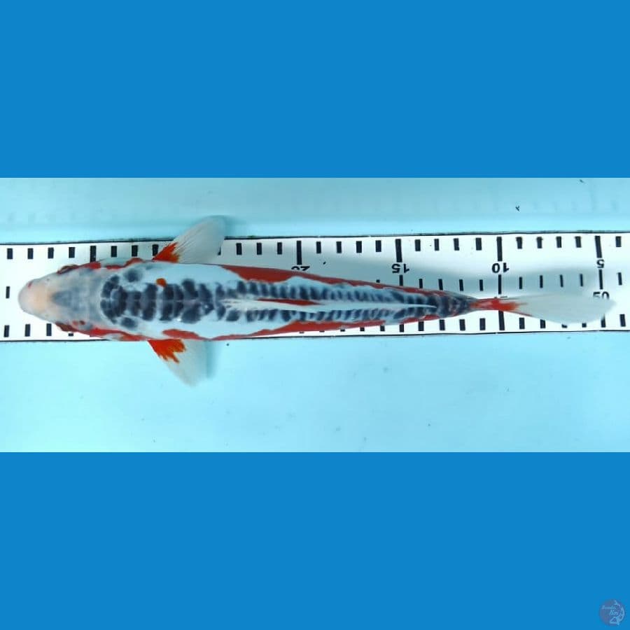 Hana shusui 26cm