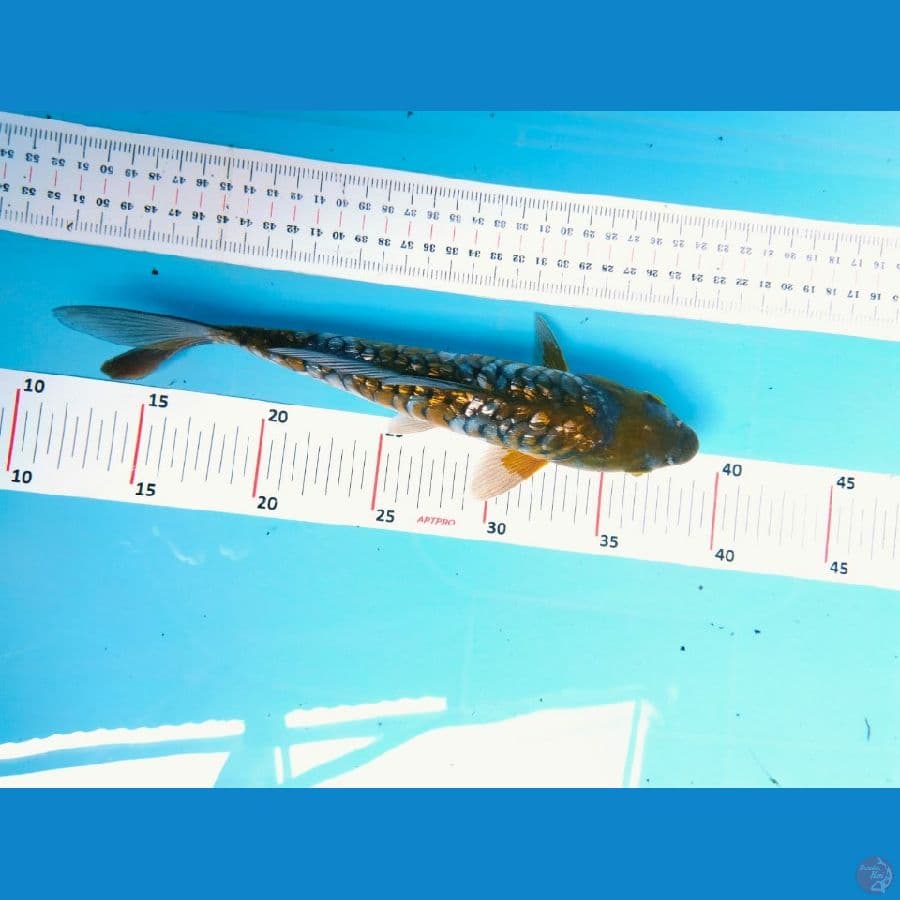 ochiba 25 cm