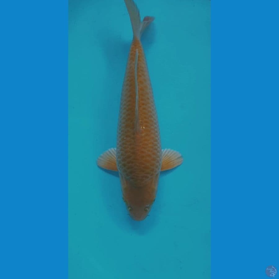 CARAMEL 33CM MALE PUNUK