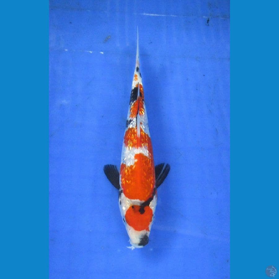 showa ginrin ±22cm