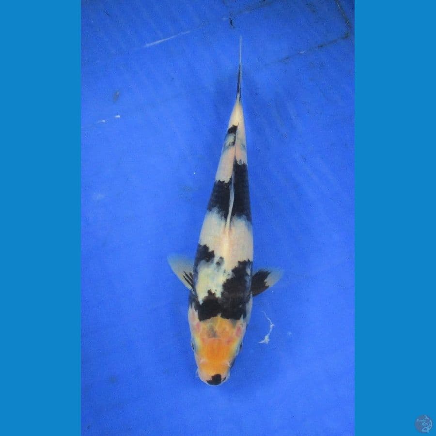shiro ±25cm