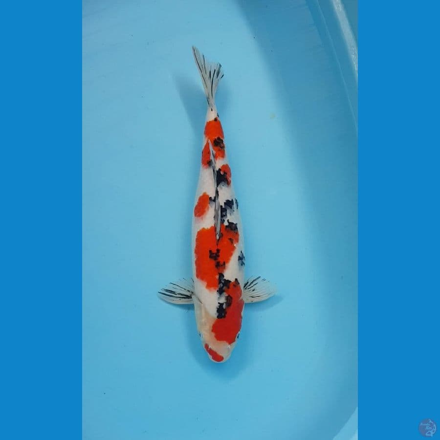 SANKE UCIBENI 44cm