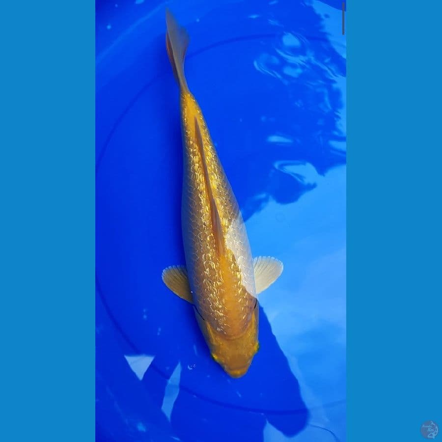 karasi punuk 37 cm ginrin
