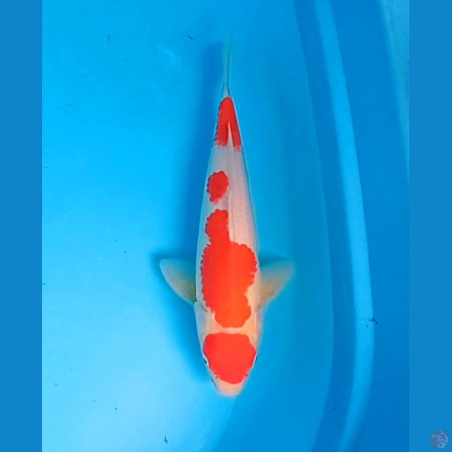 sq kohaku 31cm male