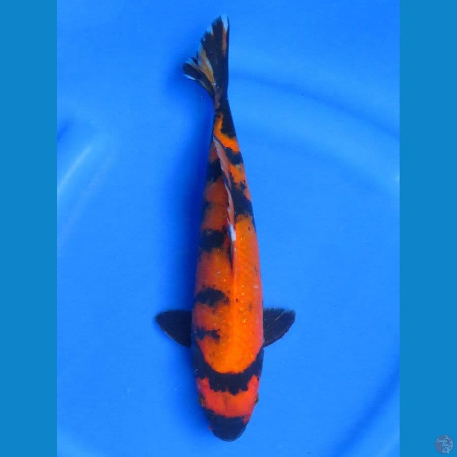 Hi Utsuri F1 , 27 cm