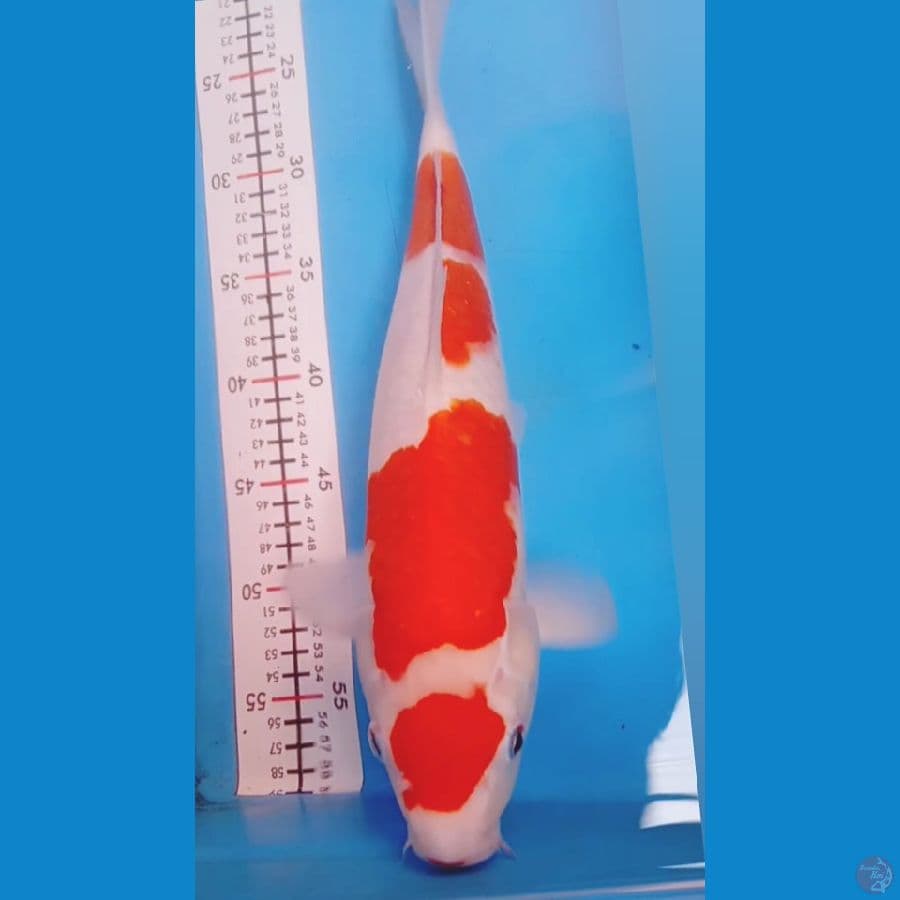kohaku maruten alus