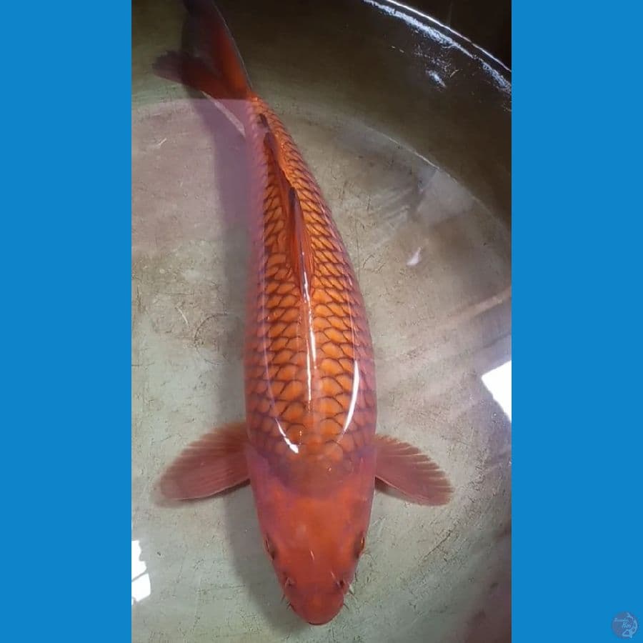 chagoi punuk
